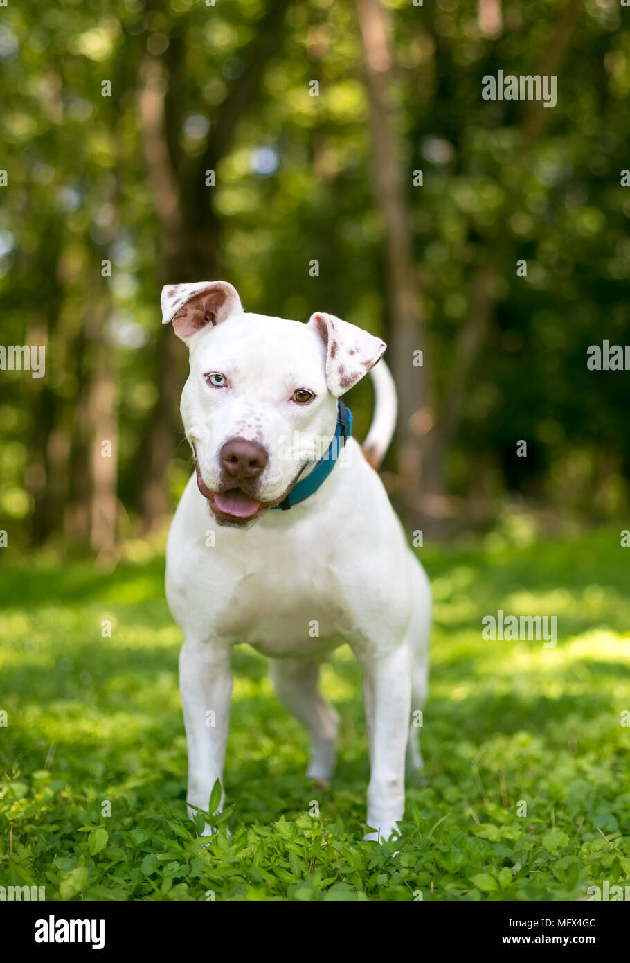 Un pit-bull terrier chien avec heterochromia, un œil bleu et un œil brun  Photo Stock - Alamy