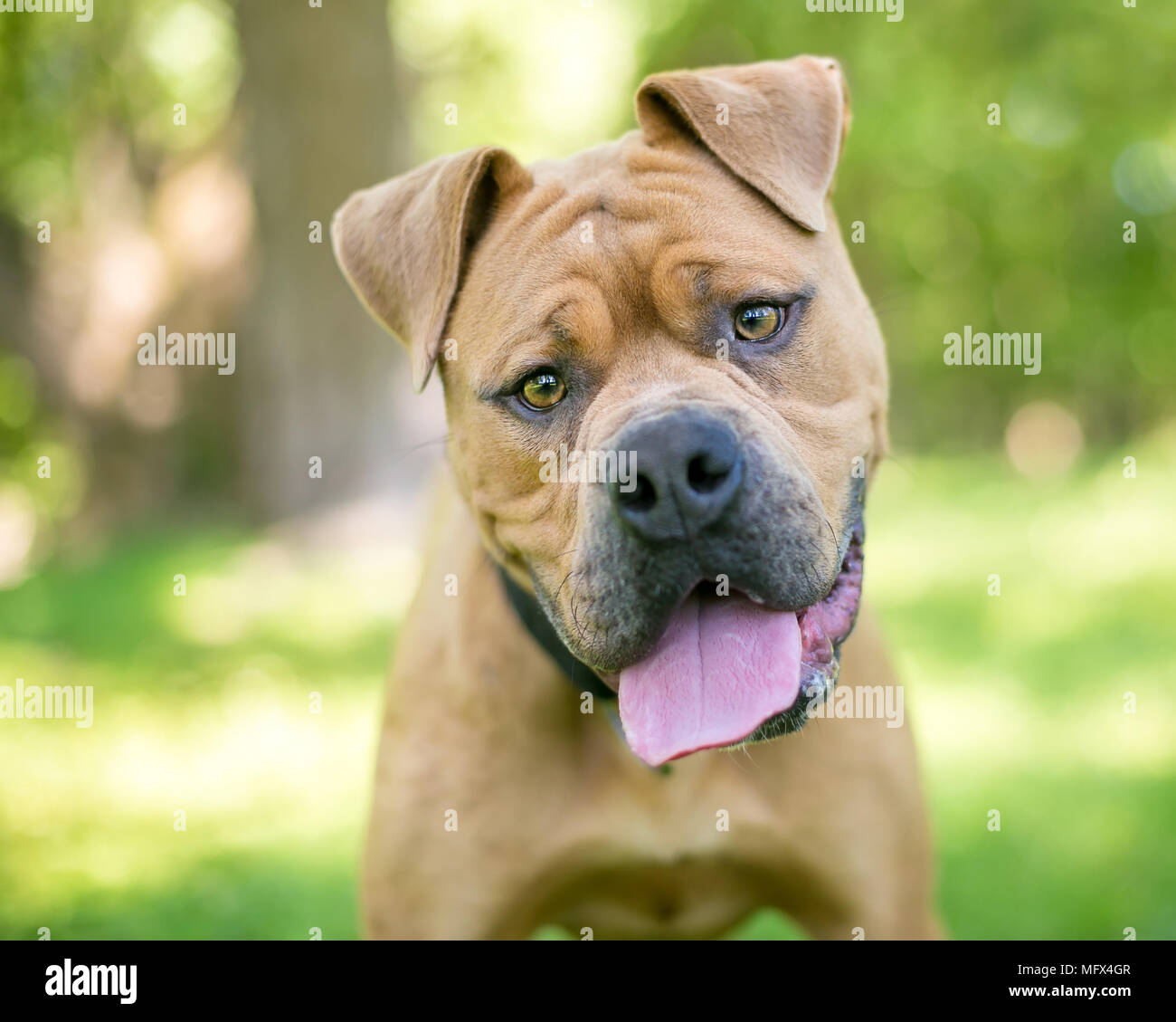 Un Shar-Pei / Boxer dog écoute avec une inclinaison de tête Banque D'Images