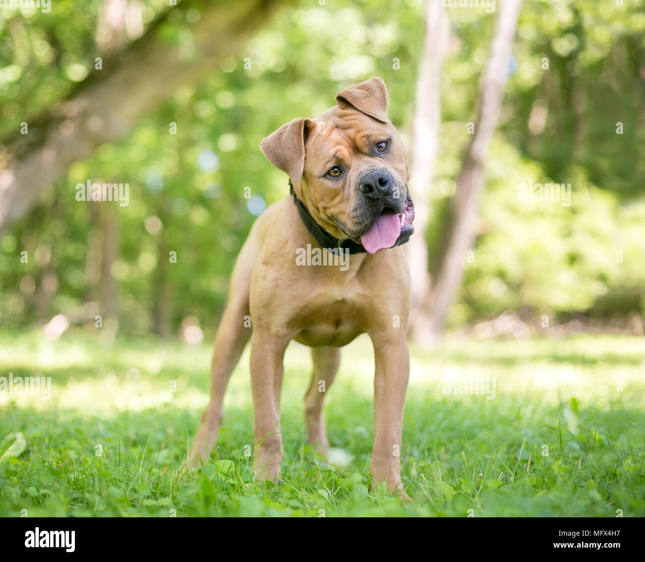 Un Shar-Pei / Boxer dog écoute avec une inclinaison de tête Banque D'Images