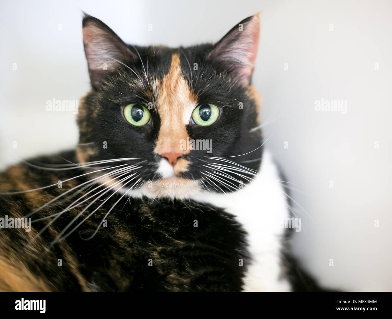 Un domestique shorthair Calico cat aux yeux verts Banque D'Images