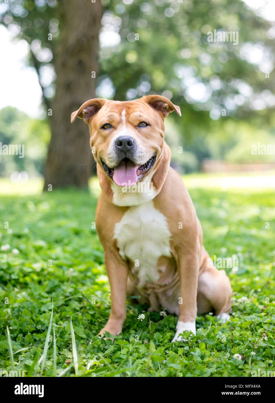 Un heureux Shar-Pei / Terrier dog outdoors Banque D'Images