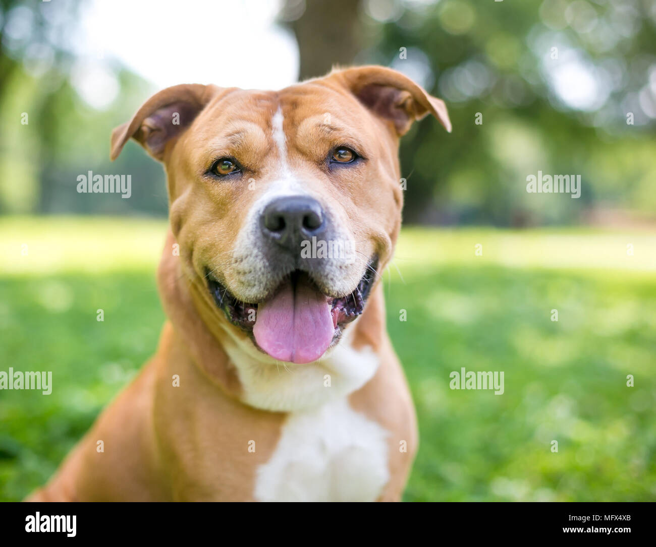 Un heureux Shar-Pei / Terrier dog outdoors Banque D'Images