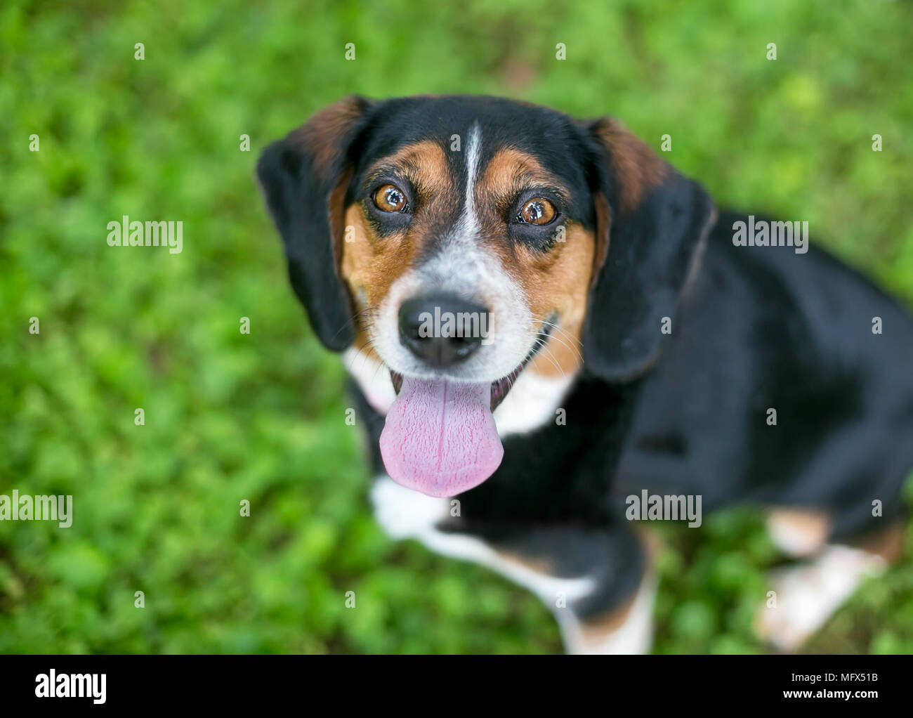 Un chien beagle tricolore heureux jusqu'à la et haletant Banque D'Images