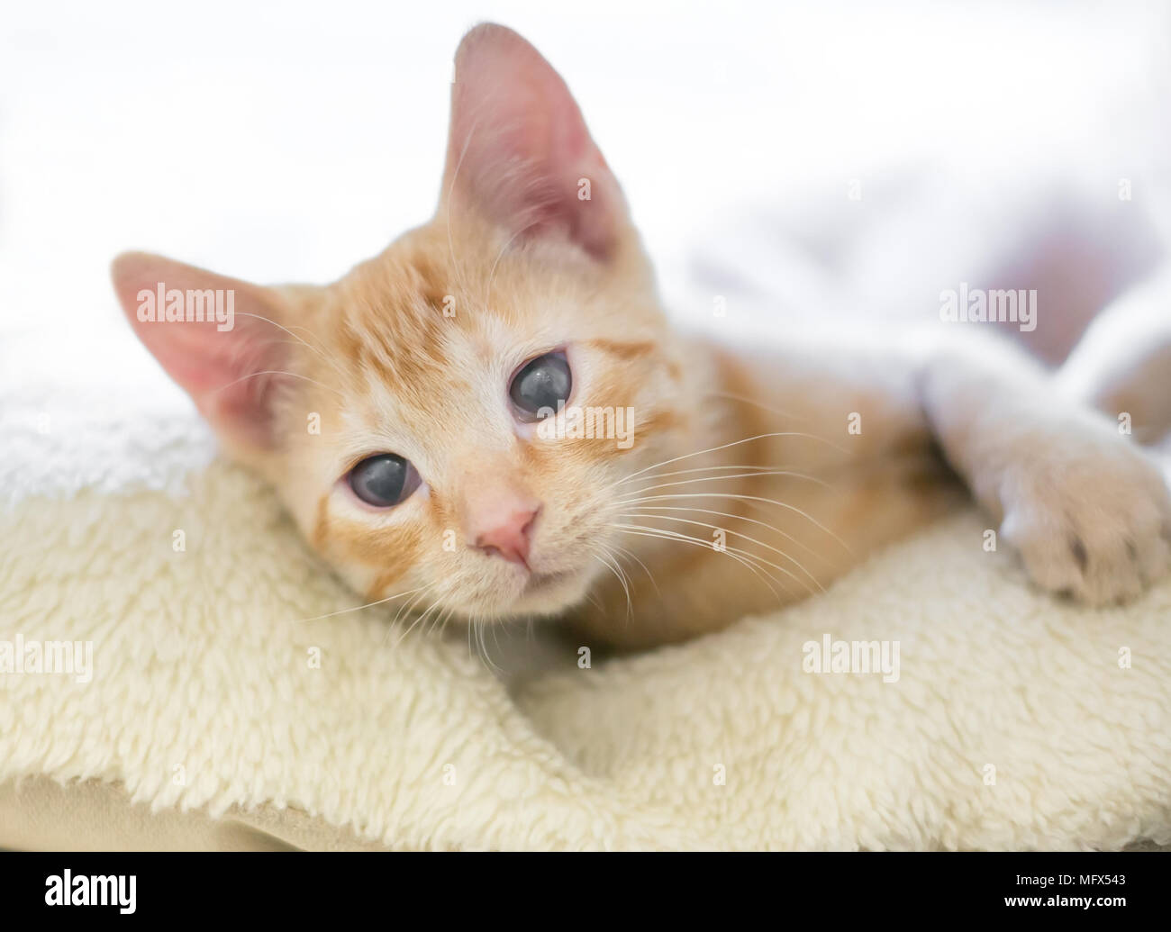 Un chaton tabby orange aveugle avec des yeux nuageux Banque D'Images