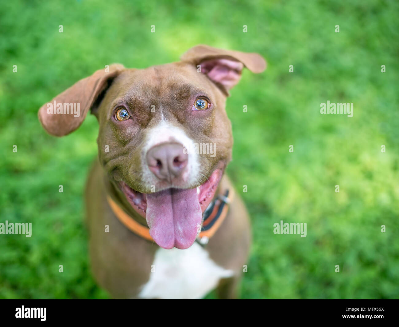 Un heureux pit-bull terrier / Labrador Retriever dog avec les oreilles tombantes Banque D'Images