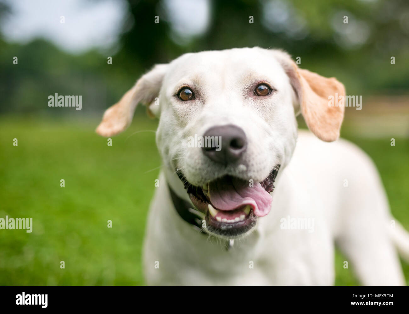 Un Labrador Retriever jaune happy dog outdoors Banque D'Images