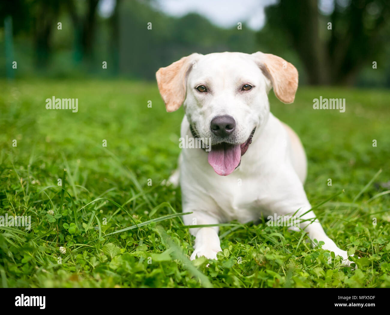 Un chien Labrador Retriever jaune heureux allongé dans l'herbe Banque D'Images