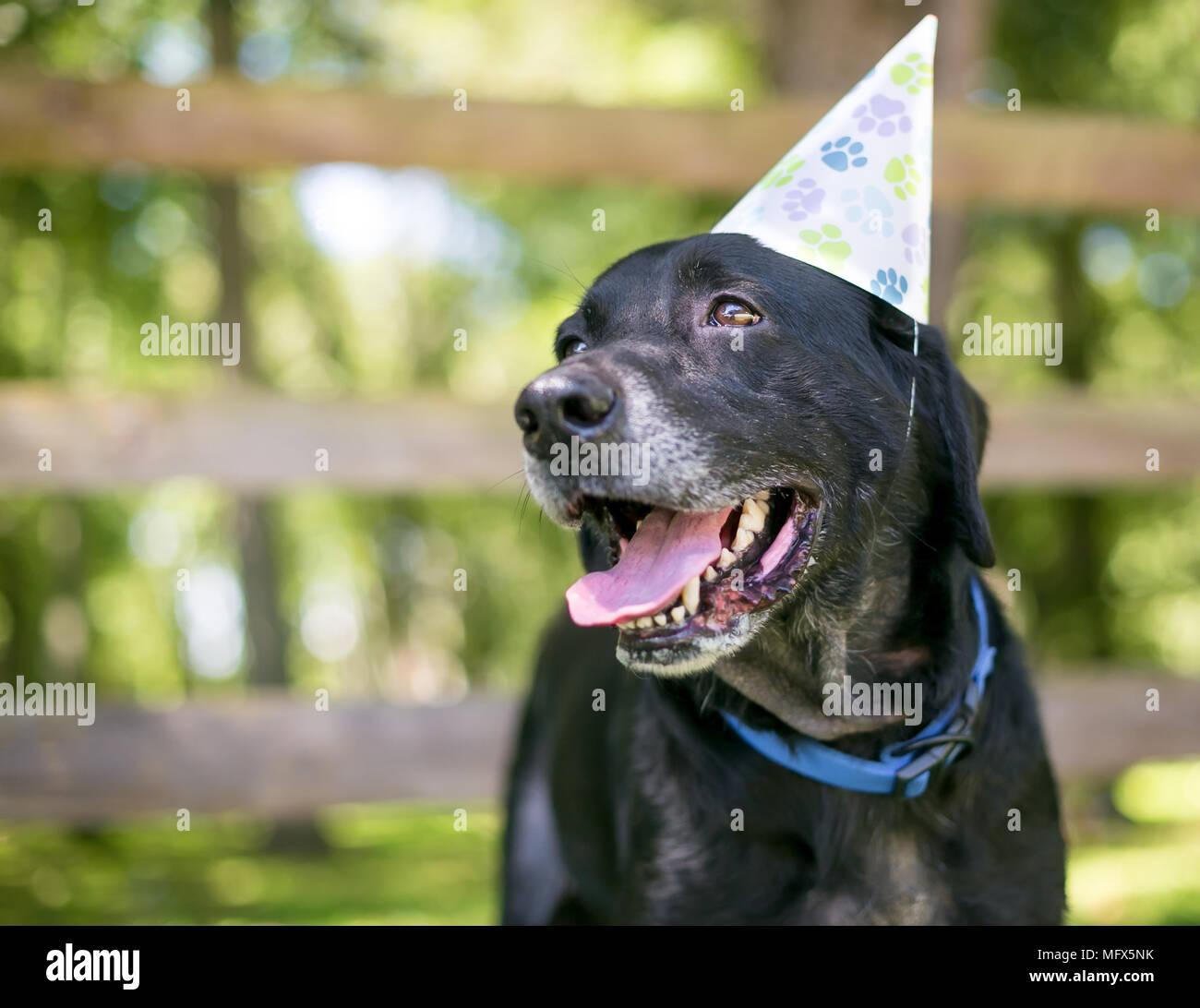 Un Labrador noir il porte un chapeau de fête d'anniversaire Banque D'Images