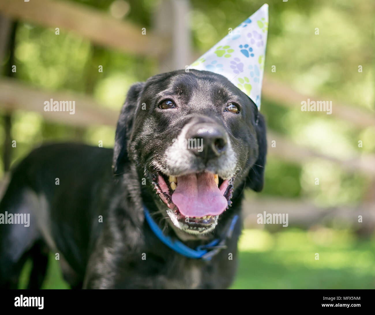 Un Labrador noir il porte un chapeau de fête d'anniversaire Banque D'Images Un Labrador noir il porte un chapeau de fête d'anniversaire Banque D'Images