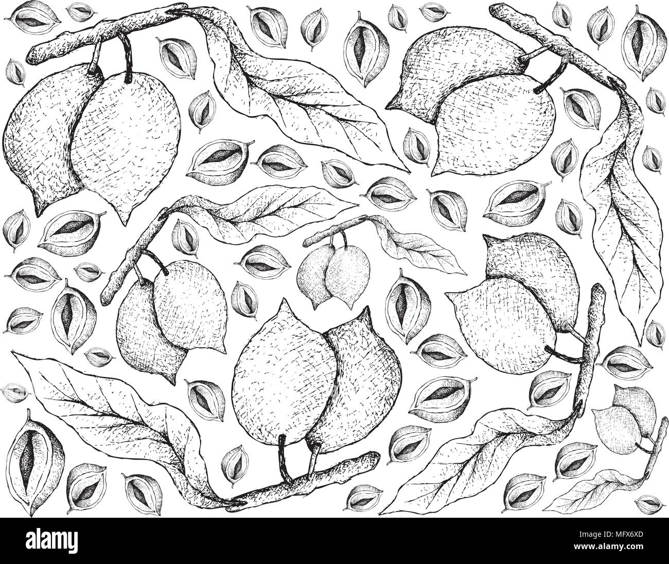 Les fruits tropicaux, Illustration Papier peint fond de croquis à la main d'Abiu ou Pouteria Caimito Fruits. Haut en vitamine C avec des éléments nutritifs essentiels Illustration de Vecteur