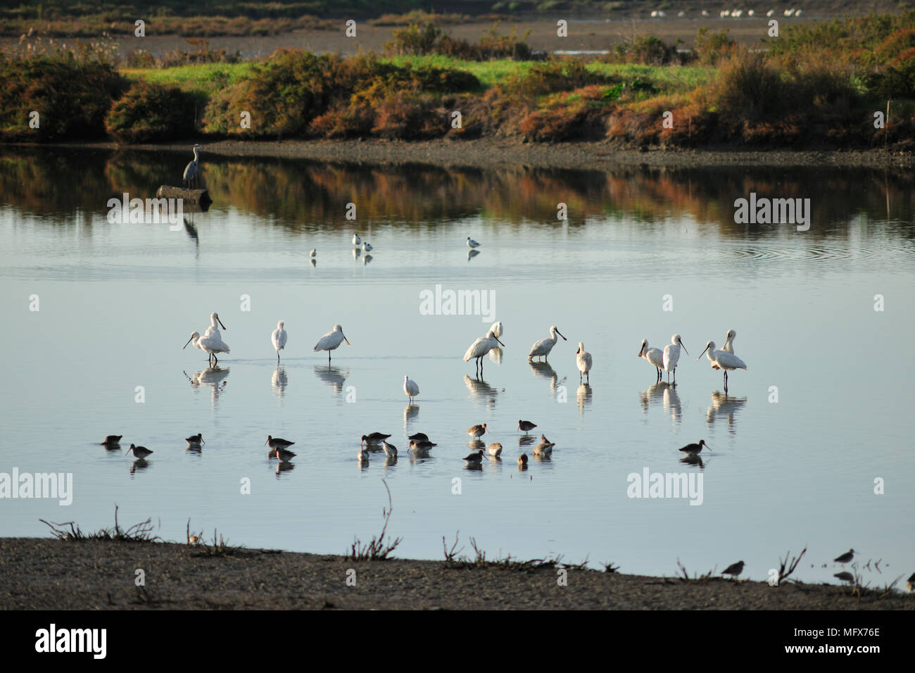 Spatules (Platalea leucorodia) dans les marais salants de la réserve naturelle de l'estuaire du Sado. Portugal Banque D'Images