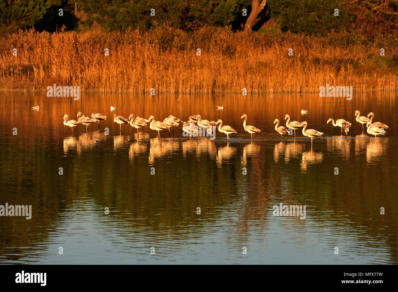 Des flamants roses (Phoenicopterus roseus) dans les marais de la réserve naturelle de l'estuaire du Sado. Portugal Banque D'Images