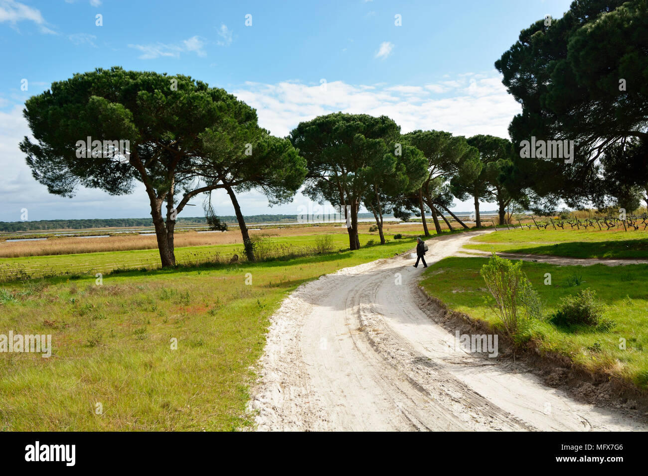 L'observation des oiseaux à la réserve naturelle de l'estuaire de la rivière Sado, le long de beaux sentiers de randonnée. Portugal Banque D'Images