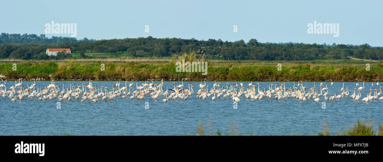 Des flamants roses (Phoenicopterus roseus) dans les marais de la réserve naturelle de l'estuaire du Sado. Portugal Banque D'Images
