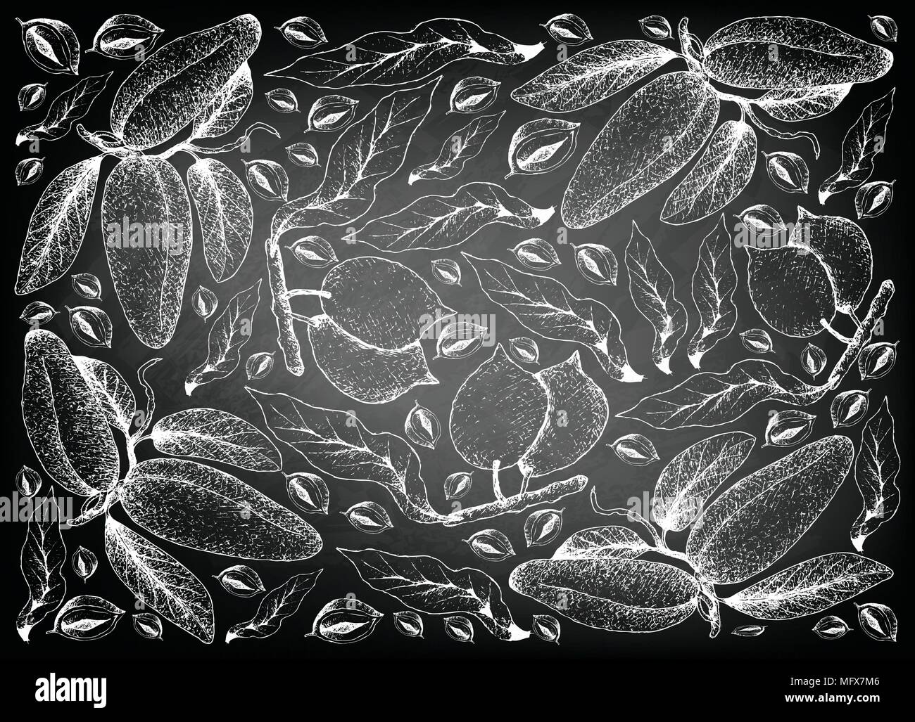 Les fruits tropicaux, Illustration Papier peint fond de croquis à la main d'Abiu ou Pouteria Caimito et Atherolepis Pierrei Fruits sur tableau noir Illustration de Vecteur