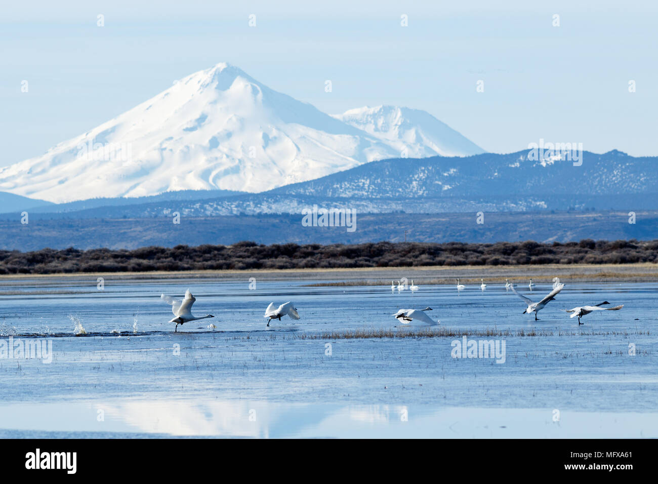 Les cygnes trompettes en face de Mt. Shasta, Californie, Tulelake, Klamath inférieur National Wildlife Refuge, pris 02,2017 Banque D'Images