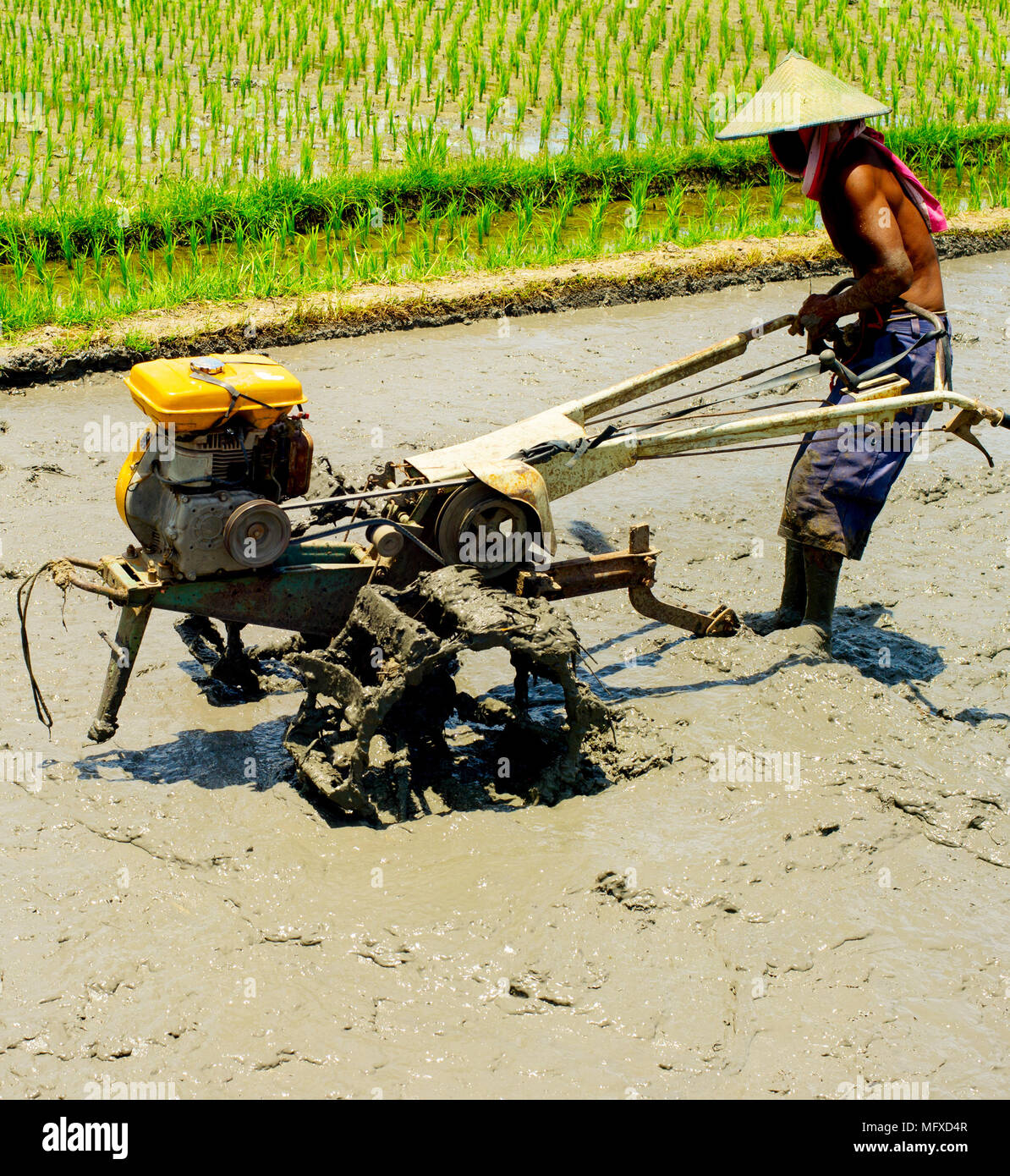 Homme de la région de travailler sur un champ de riz. L'île de Bali, Indonésie Banque D'Images