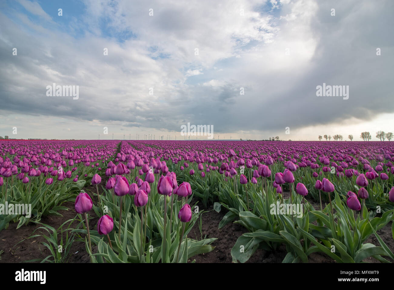 Schwaneberg, Allemagne - 27 Avril 2018 : Avis d'un champ de tulipes violet dans le village de Schwaneberg en Saxe-Anhalt, Allemagne. L'entreprise familiale Christiane Degenhardt commence la récolte des bulbes de tulipes d'aujourd'hui. L'entreprise cultive les ampoules pour plus de 100 ans. Ernst Degenhardt a posé la première pierre de la pépinière. Il a commencé sa propre entreprise comme un paysagiste à Magdebourg en 1905. Credit : Mattis Kaminer/Alamy Live News Banque D'Images