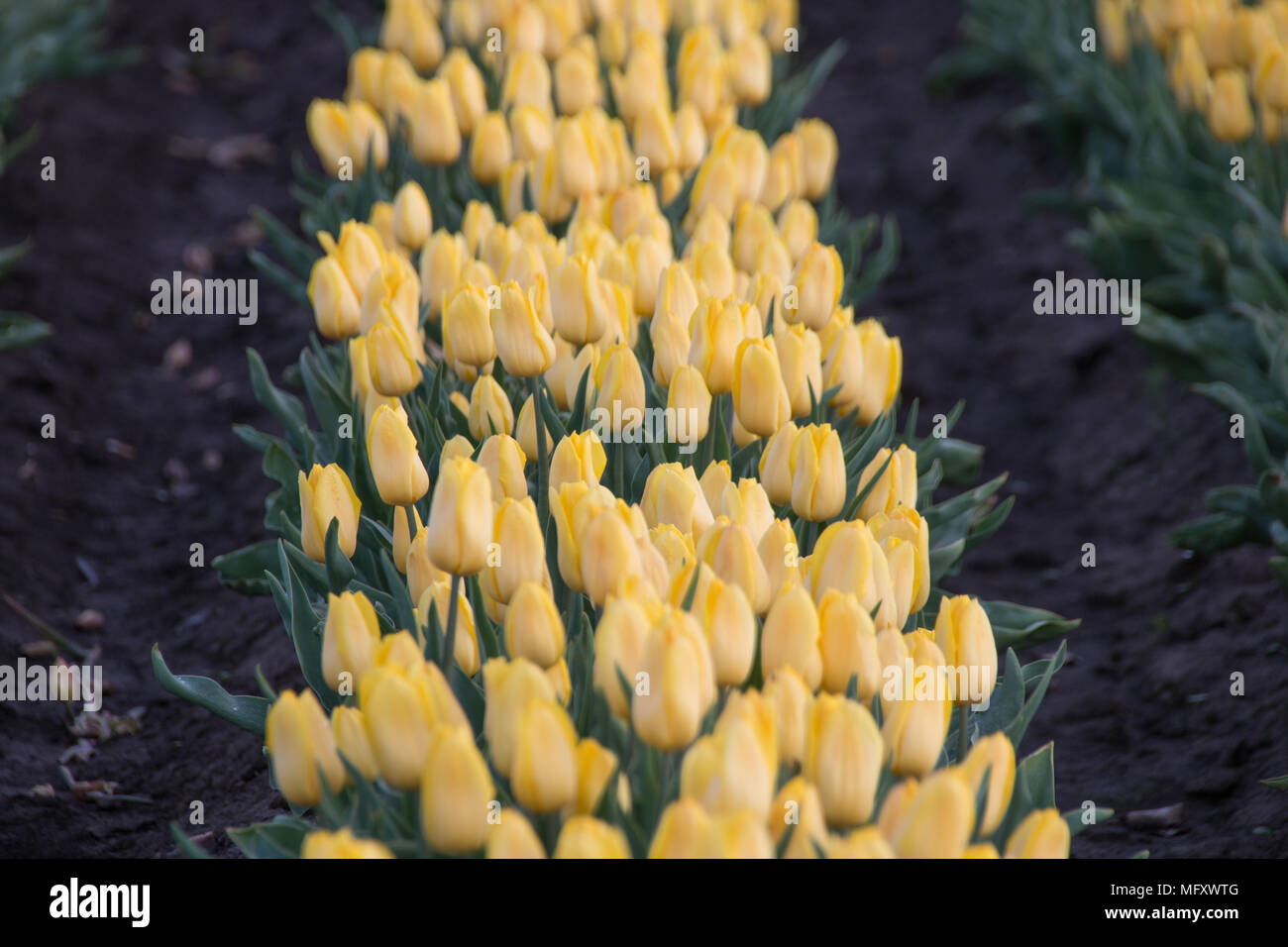 Schwaneberg, Allemagne - 27 Avril 2018 : Sur le bord du village de Schwaneberg en Saxe-Anhalt, Allemagne, le Tupenfelder stand de l'entreprise familiale Christiane Degenhardt, qui commence la récolte des bulbes de tulipes d'aujourd'hui. À côté de tulipes rouge et mauve il y a des tulipes jaunes dans une rangée. L'entreprise cultive les ampoules pour plus de 100 ans. Ernst Degenhardt a posé la première pierre de la pépinière. Il a commencé sa propre entreprise comme un paysagiste à Magdebourg en 1905. Credit : Mattis Kaminer/Alamy Live News Banque D'Images