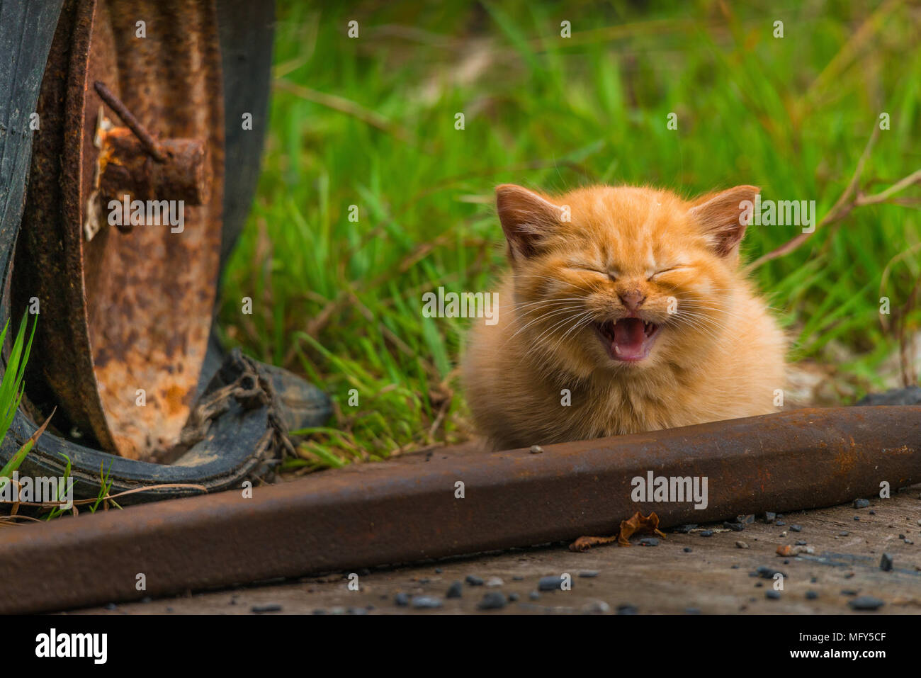 Mignon petit chaton rouge, chat aux yeux bleus s'endort, yawms meows dans le hangar. Les chats adorable se trouve dans le jardin autour des objets rouillés. Banque D'Images