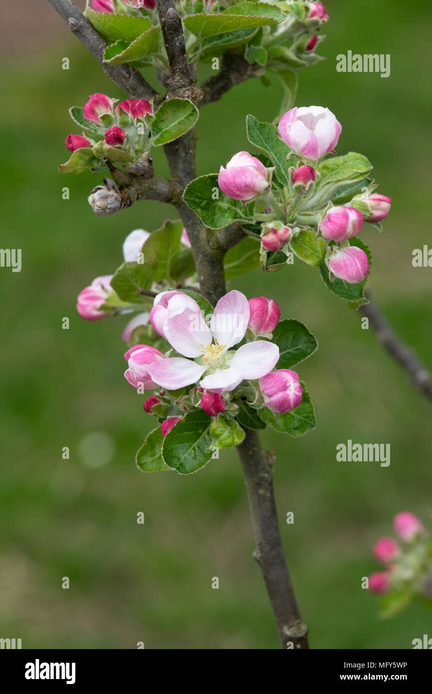 Malus domestica 'la beauté de morray'. Une cuisine écossaise ancienne fleur de pommier au printemps. UK Banque D'Images