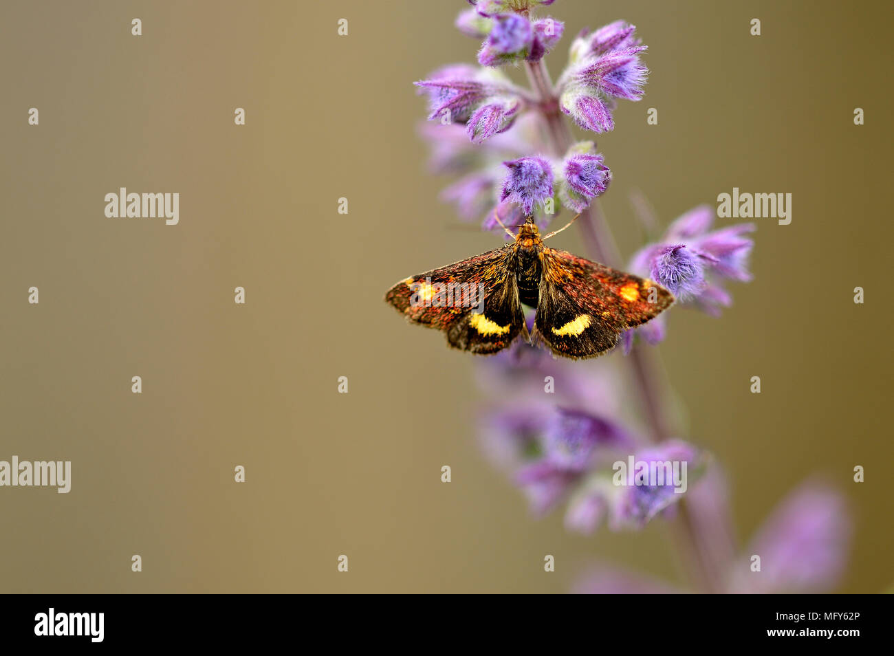 Mint papillon sur fleur de menthe cataire Banque D'Images