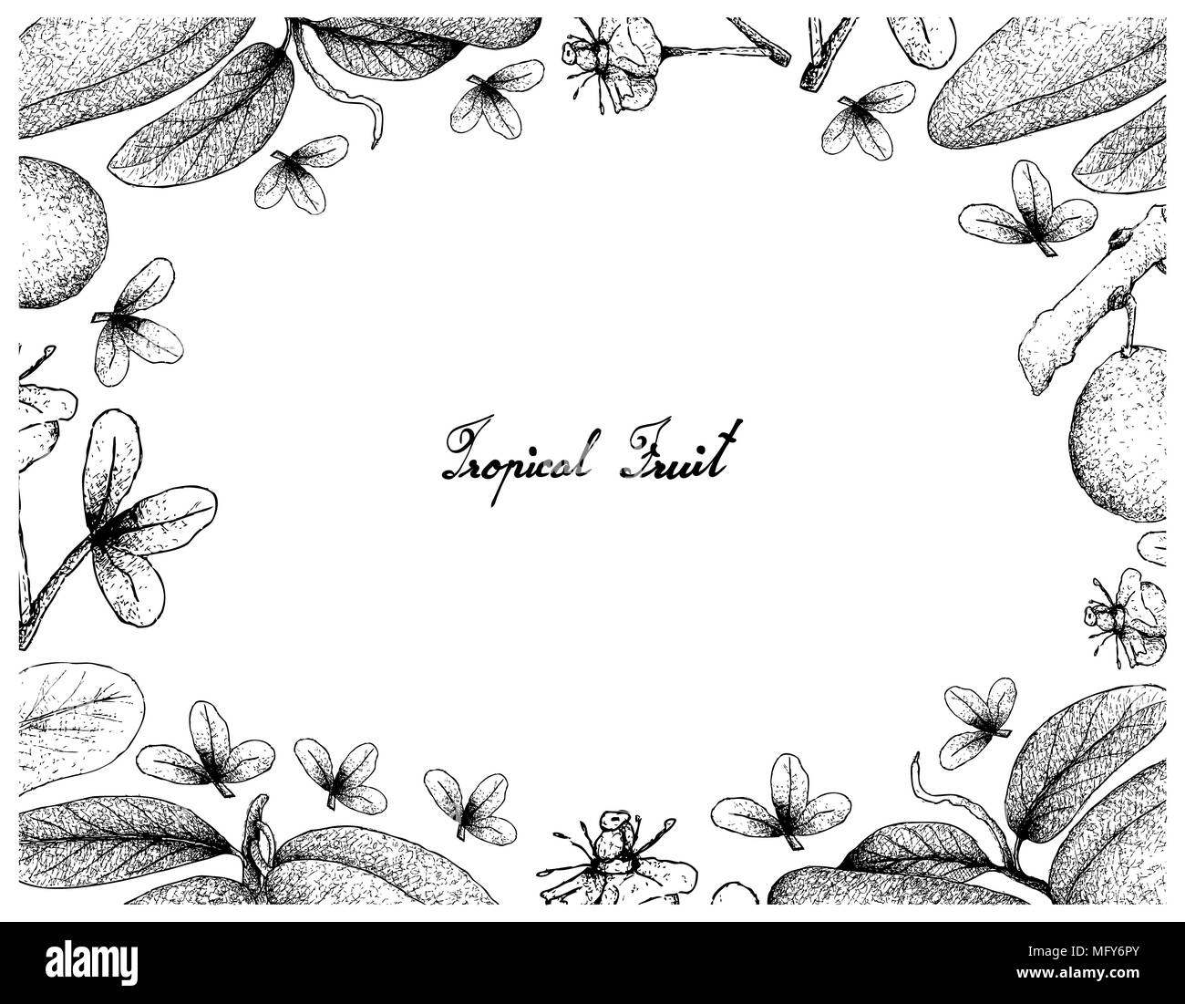 Fruits tropicaux, Illustration cadre de la part de l'Afrique de l'esquisse dessinée ou Garcinia Livingstonei mangoustan et Atherolepis Fruits Pierrei isolated on White Banque D'Images