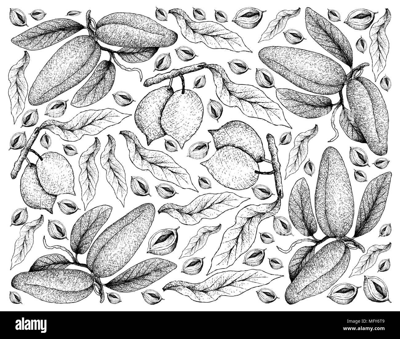 Les fruits tropicaux, Illustration Papier peint fond de croquis à la main d'Abiu ou Pouteria Caimito et Atherolepis Pierrei Fruits Banque D'Images