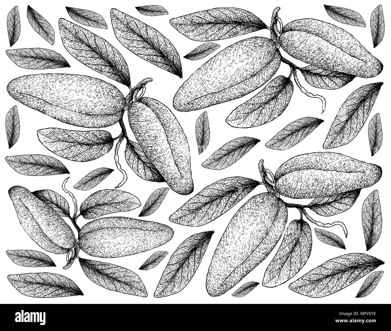 Fruits frais, Illustration Papier peint fond de croquis à main Atherolepis Pierrei Fruits. Banque D'Images
