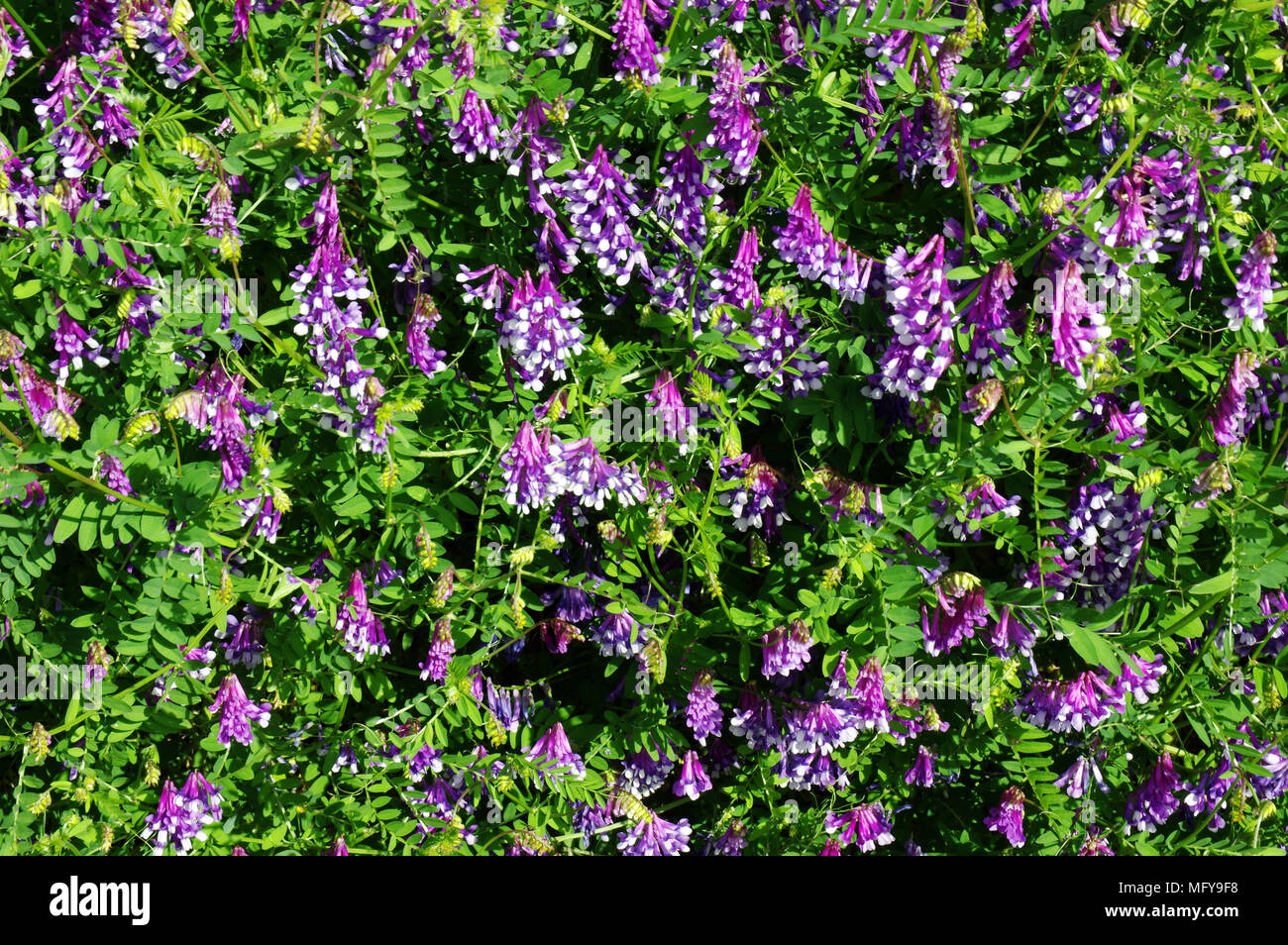 Les vesces (Vicia cracca) floraison en Gallura,Sardaigne Banque D'Images