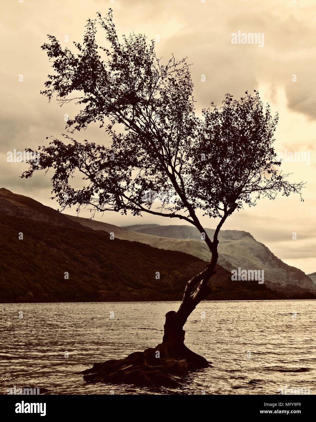 Seul arbre, le fameux arbre isolé, assis sur un tas de pierres sur les rives du Llyn Padarn. Entouré par le lac. Des collines, des montagnes, des nuages à l'arrière. Banque D'Images