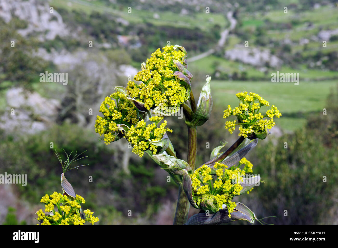 Fenouil du géant (ferula communis) floraison en Sardaigne Banque D'Images