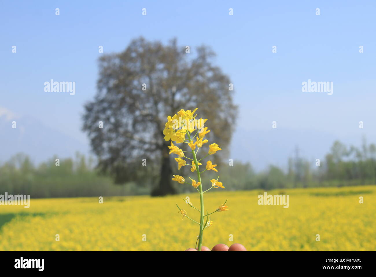 Srinagar, Inde. Mar 31, 2018. Les fleurs jaune moutarde appelé fleurs ont commencé à fleurir à Srinagar, au Cachemire.moutarde est une culture annuelle. Semis de moutarde est fait dans les mois de septembre et octobre. Une fois l'hiver se termine, la hausse des températures provoque le colza-moutarde à la fleur, et la récolte se fait en vers la fin de mai. Credit : Faisal Bhat/Pacific Press/Alamy Live News Banque D'Images