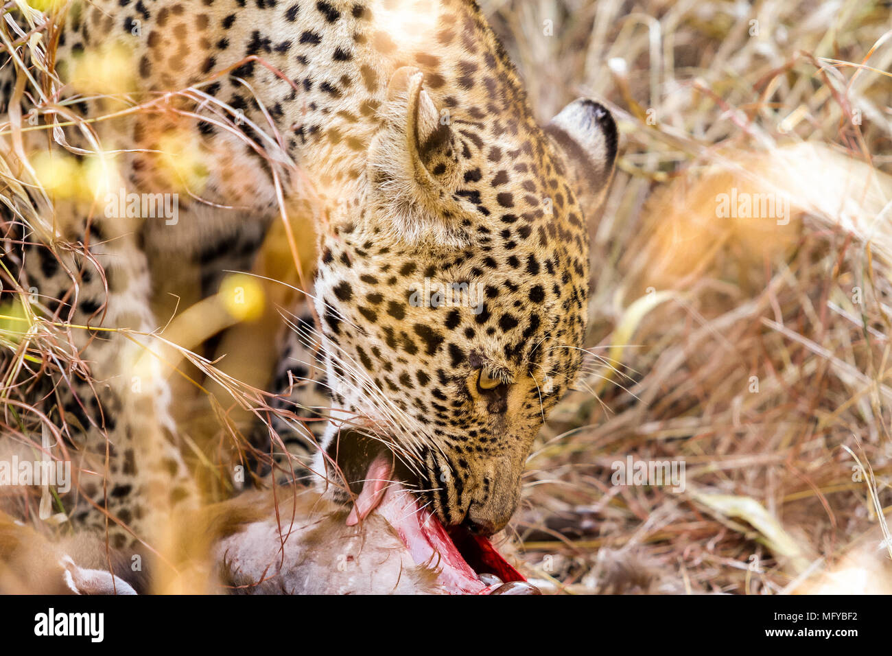 Photographié en safari dans une réserve de chasse de l'Afrique du Sud. Il était occupé à manger un nouveau kill au moment de photographier Banque D'Images