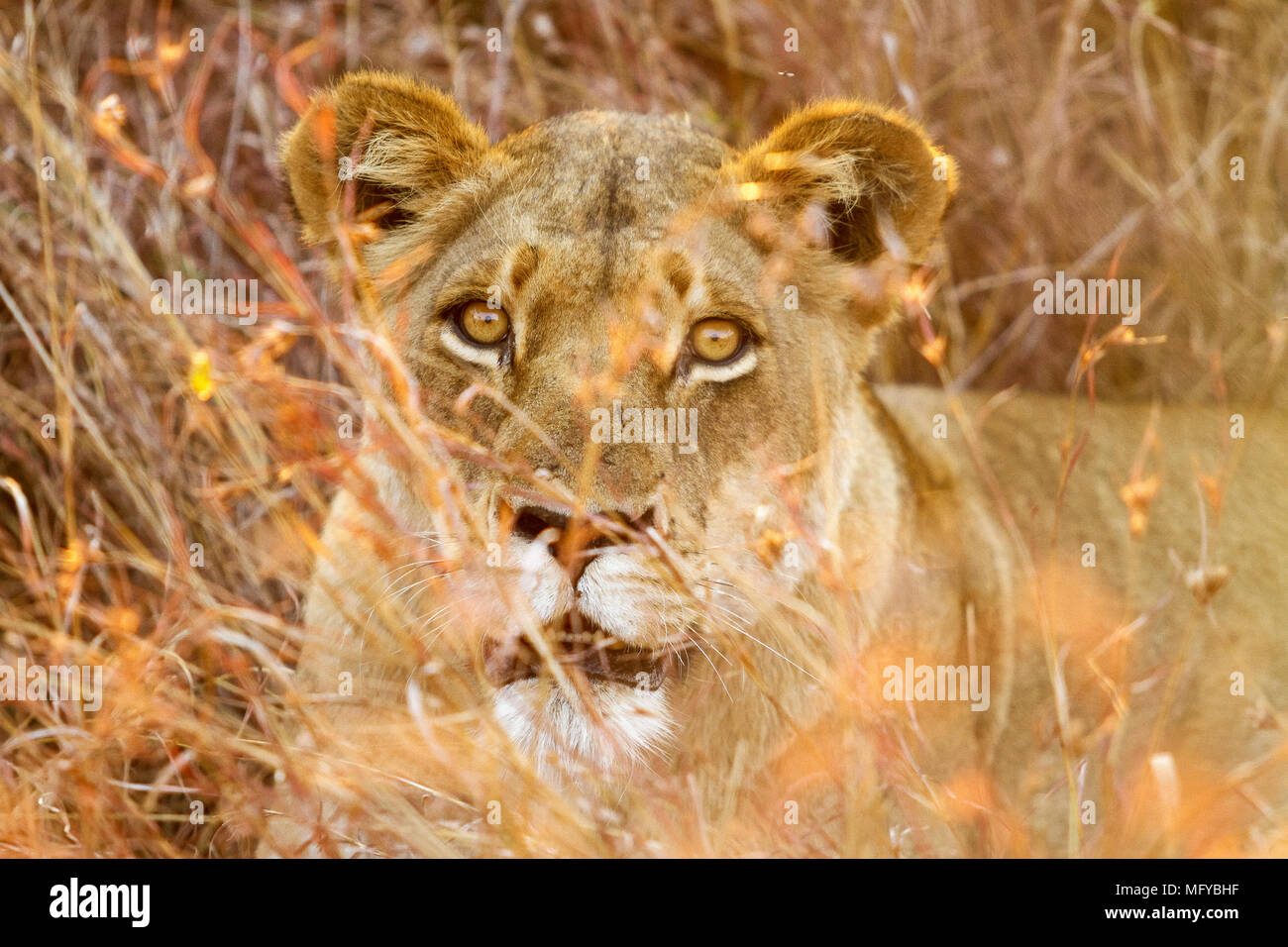 Photographié sur une soirée de jeu, d'un véhicule à toit ouvert Safari. Elle a fait partie d'une petite troupe de lions qui se reposaient dans l'herbe. Banque D'Images