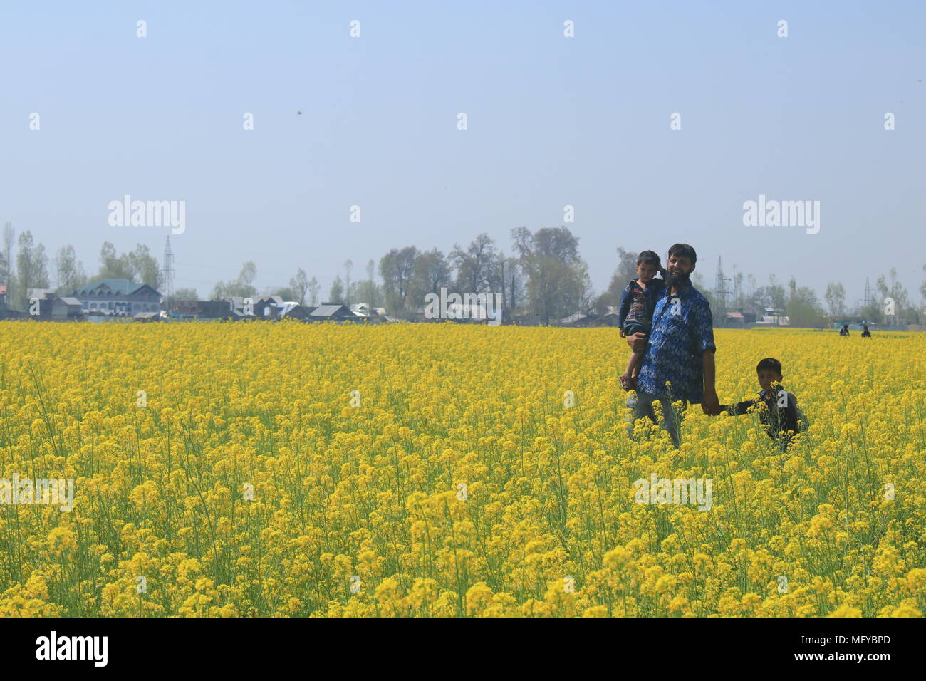 Srinagar, Inde. Mar 31, 2018. Cachemire farmer promenades dans la moutarde avec ses enfants à Srinagar, au Cachemire.moutarde est une culture annuelle. Semis de moutarde est fait dans les mois de septembre et octobre. Une fois l'hiver se termine, la hausse des températures provoque le colza-moutarde à la fleur, et la récolte se fait en vers la fin de mai. Credit : Faisal Bhat/Pacific Press/Alamy Live News Banque D'Images