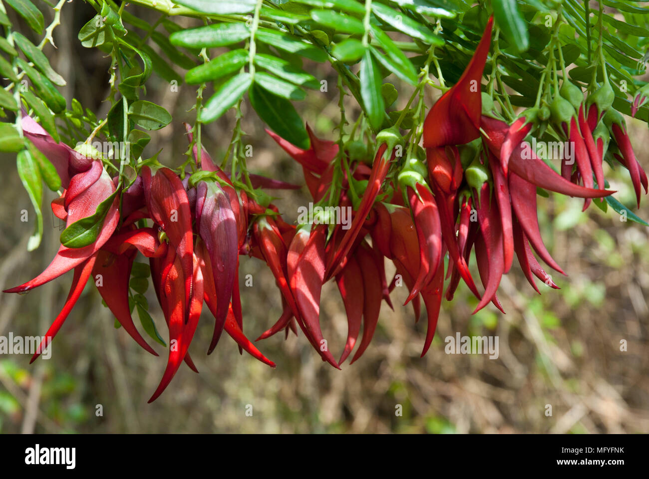 Vivid spectaculaire en forme de griffe 'rouge' fleurs de pois Clianthus puniceus/ gloire avec le feuillage en soleil. Banque D'Images