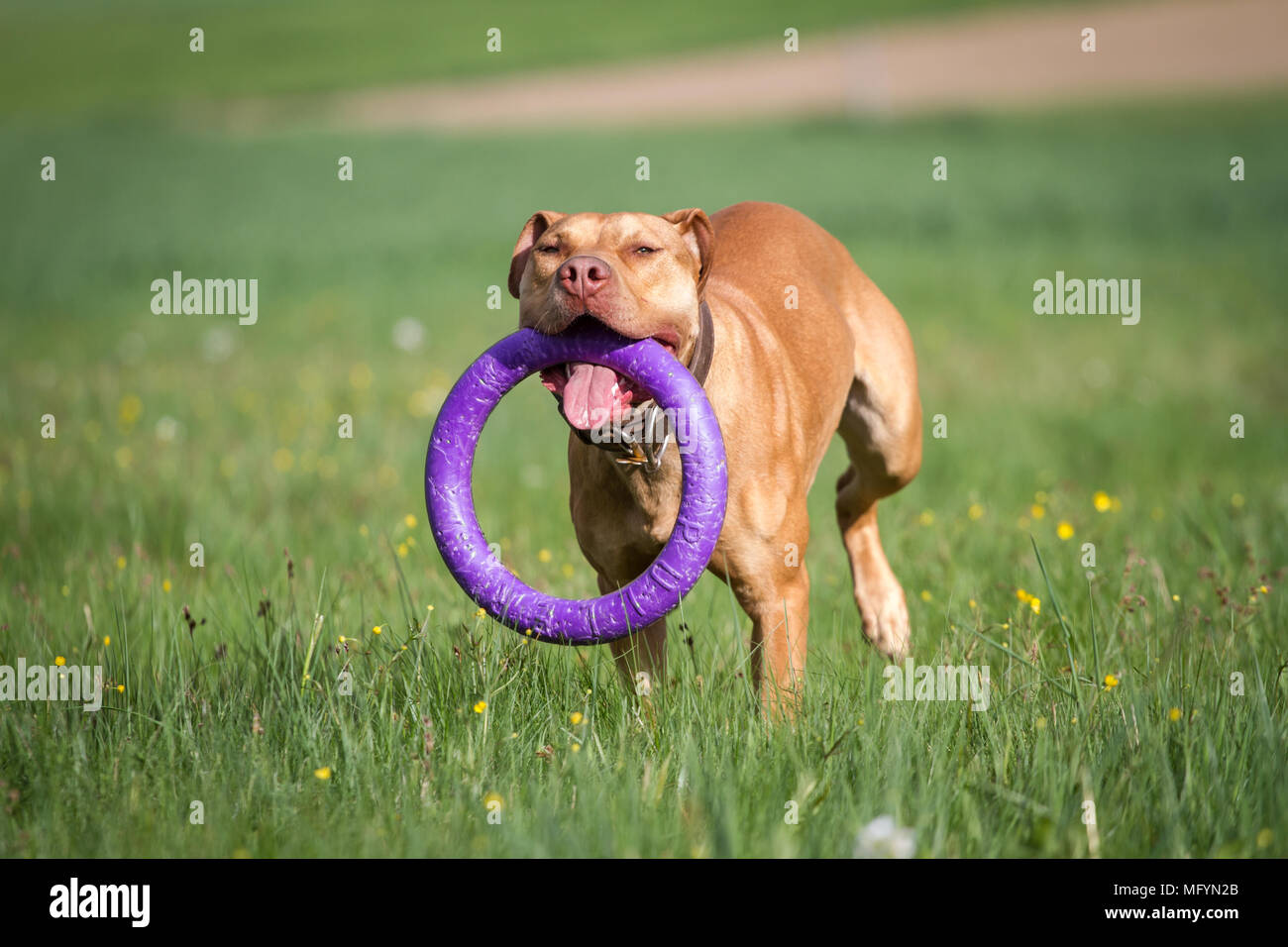 Pit-Bull rouge femme jouant avec un jouet violet sur un pré Banque D'Images