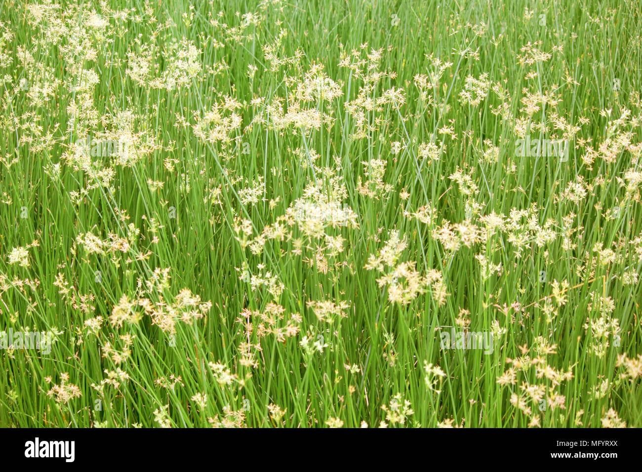 Belle cyperus alternifolius champ comme nature background Banque D'Images