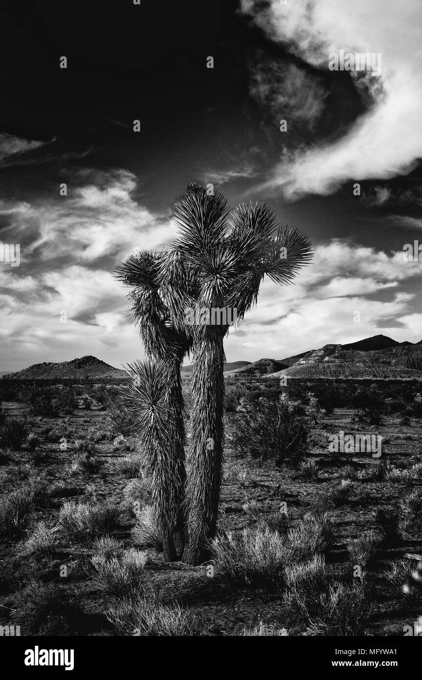 Jour brumeux sur la côte près d'Eureka en Californie Banque D'Images