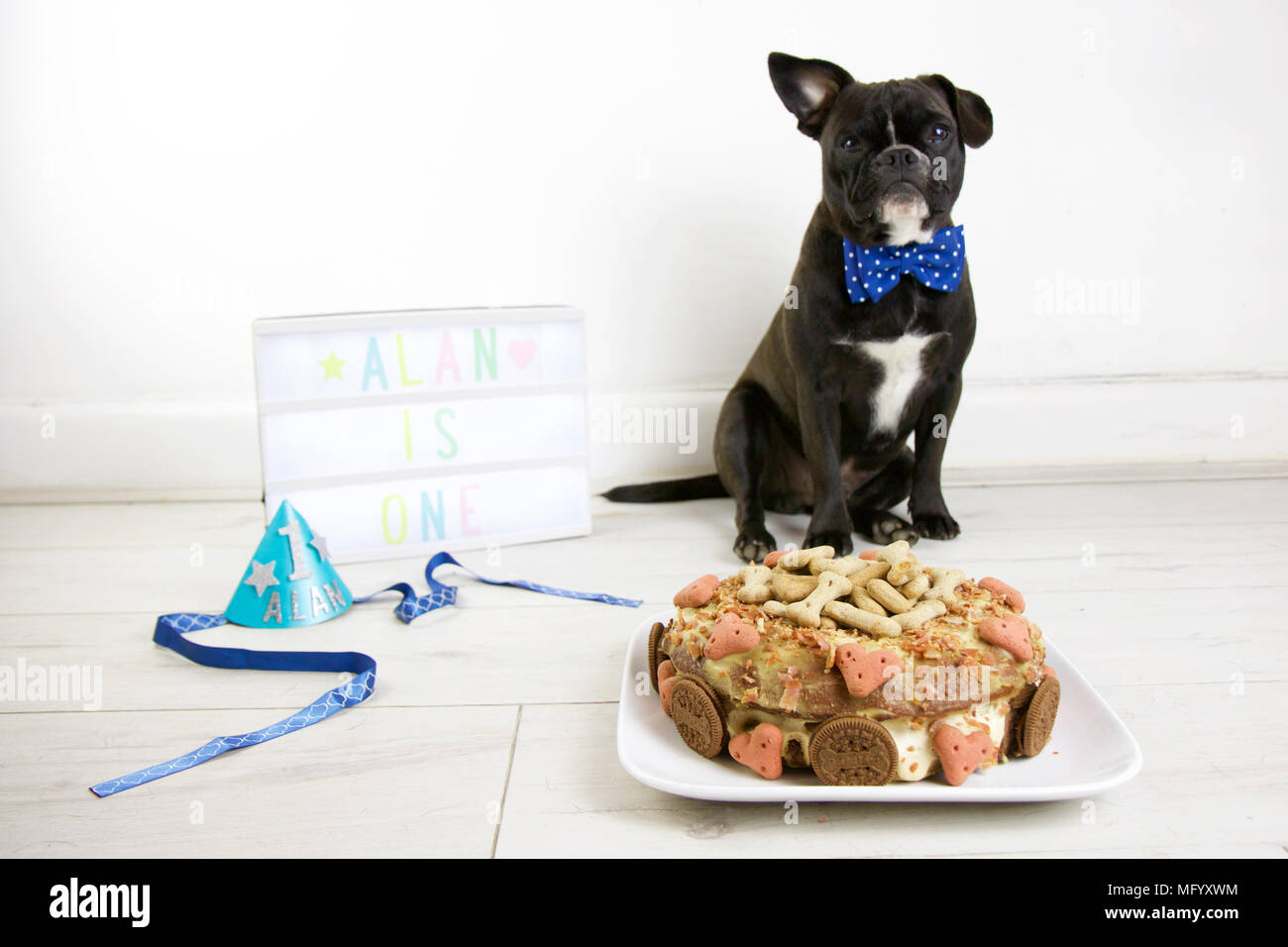 Bouledogue Francais Celebre L Anniversaire Avec Gateau Chien Smash Transformation D Un Wearing Party Hat Et Bow Tie Avec Lightbox Et Chien Gateau D Anniversaire Une Oreille Photo Stock Alamy Bouledogue Francais Celebre L Anniversaire Avec Gateau Chien Smash Transformation D Un Wearing Party Hat Et Bow Tie Avec Lightbox Et Chien Gateau D Anniversaire Une Oreille Photo Stock Alamy