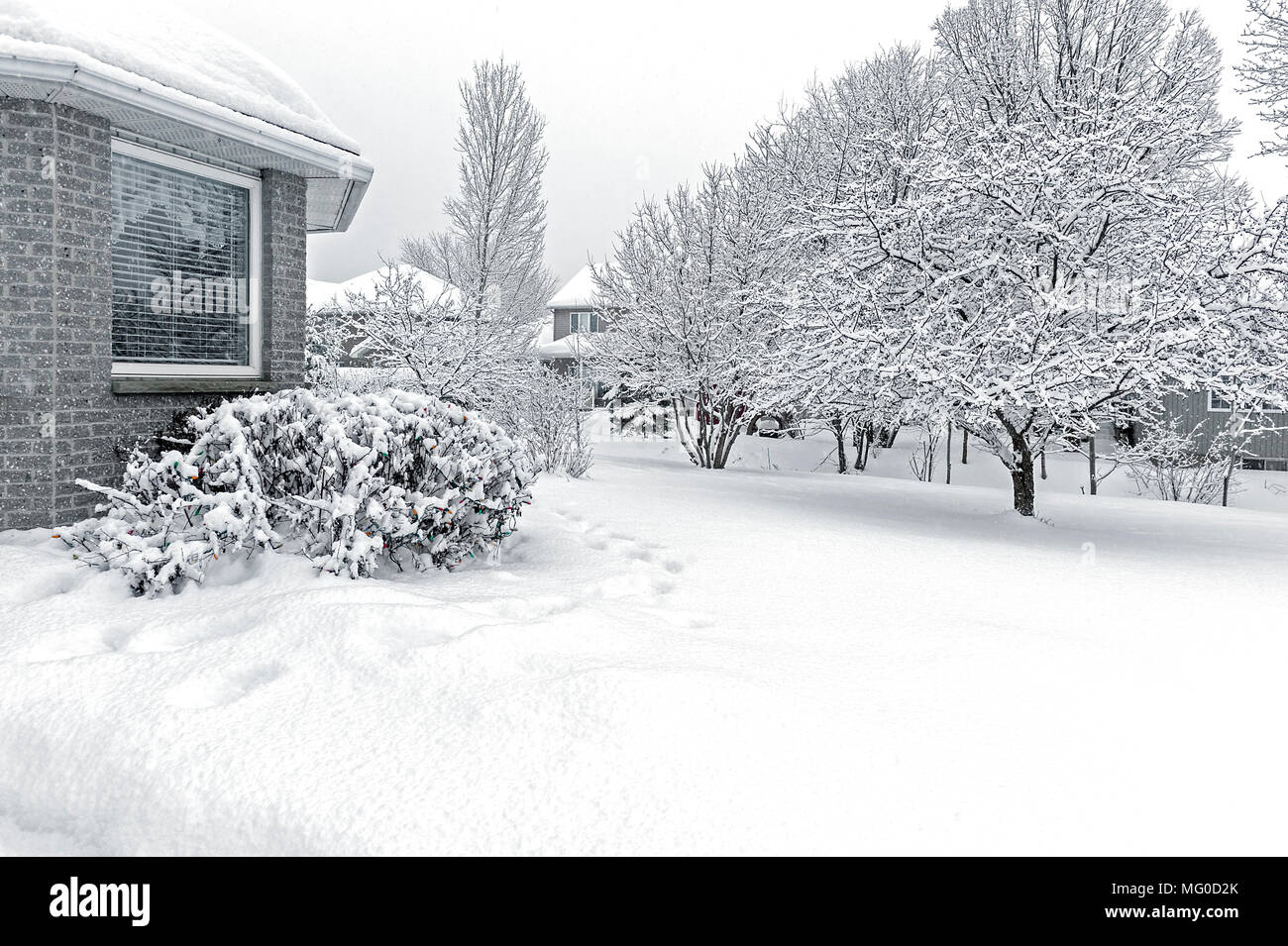 La neige a couvert de buissons et d'arbres sur la neige couverts pelouse par maison de brique gris Banque D'Images