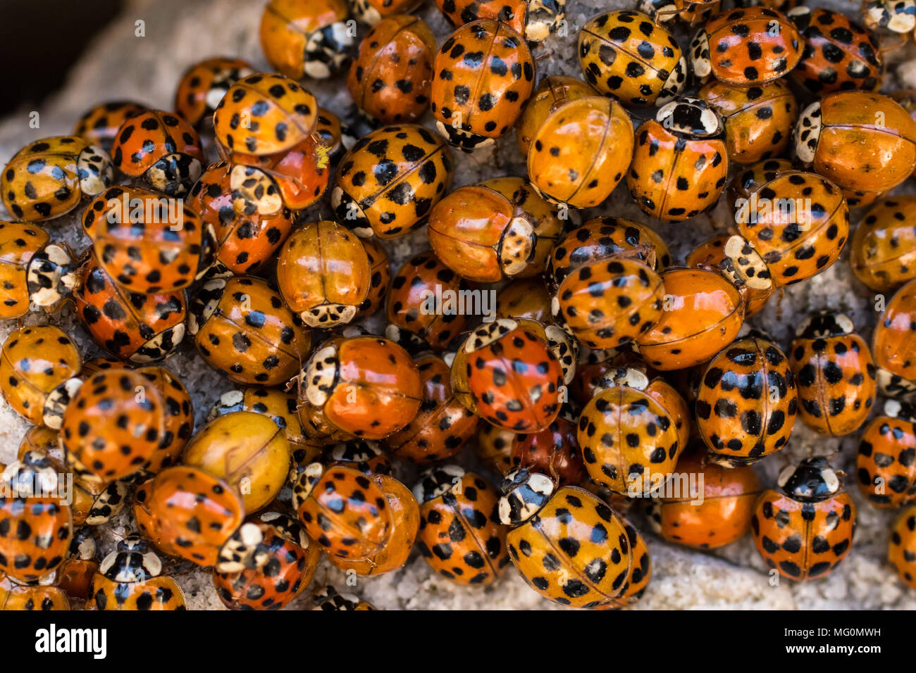 Groupe d'hivernage des coccinelles asiatiques - Harmonia axyridis Banque D'Images
