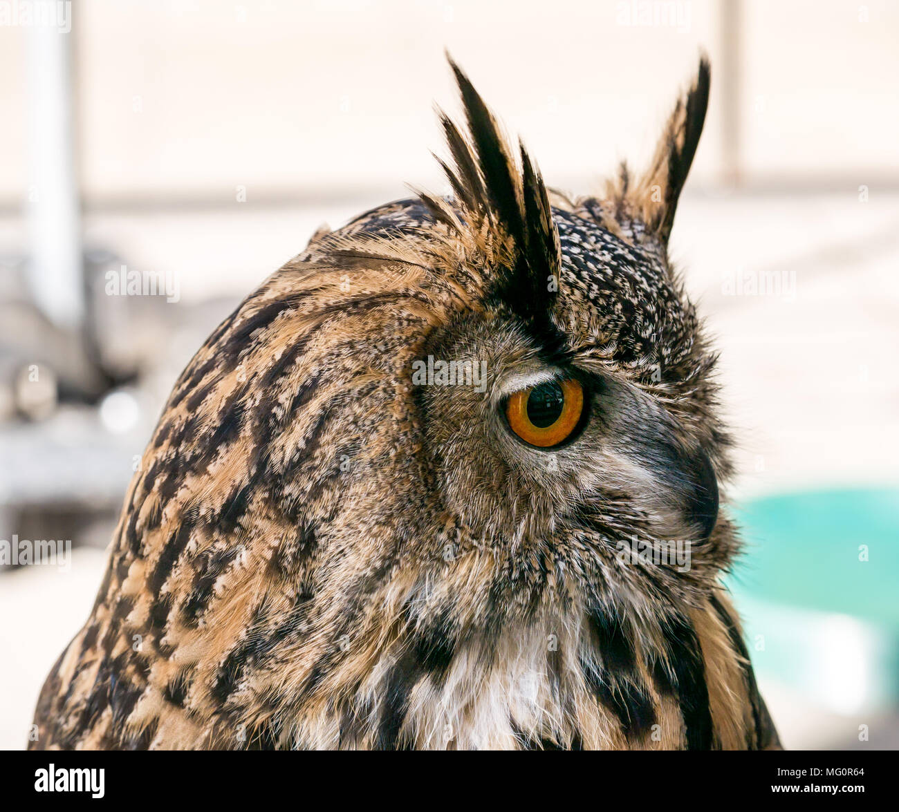 Gros plan de l'oiseau de proie de la hibou de l'aigle eurasien avec les yeux orange, Bubo Bubo Banque D'Images