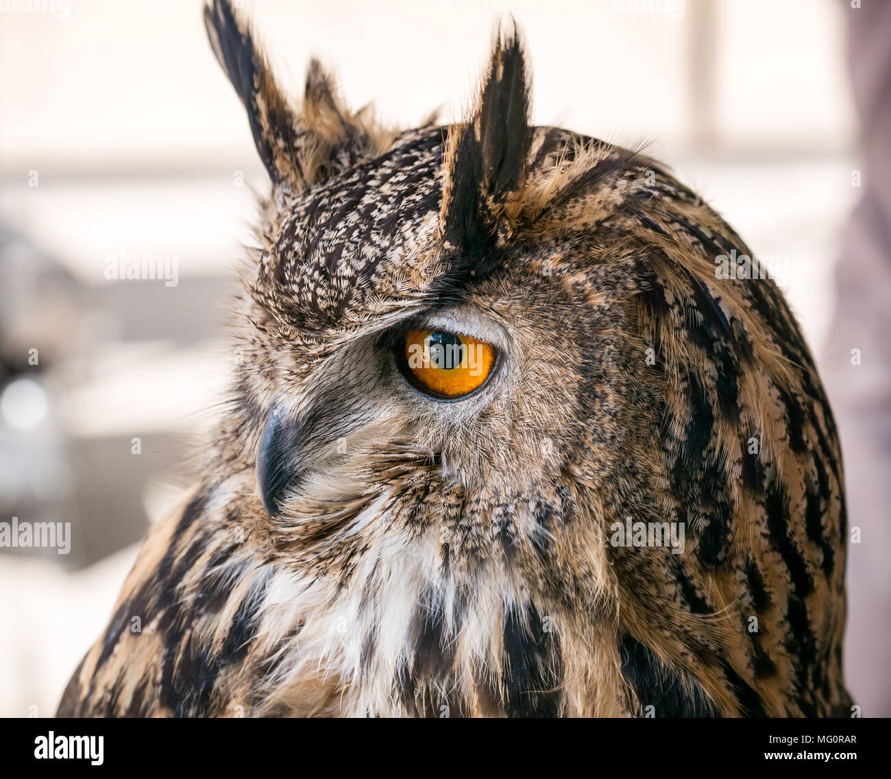 Gros plan de l'oiseau de proie de la hibou de l'aigle eurasien avec les yeux orange, Bubo Bubo Banque D'Images