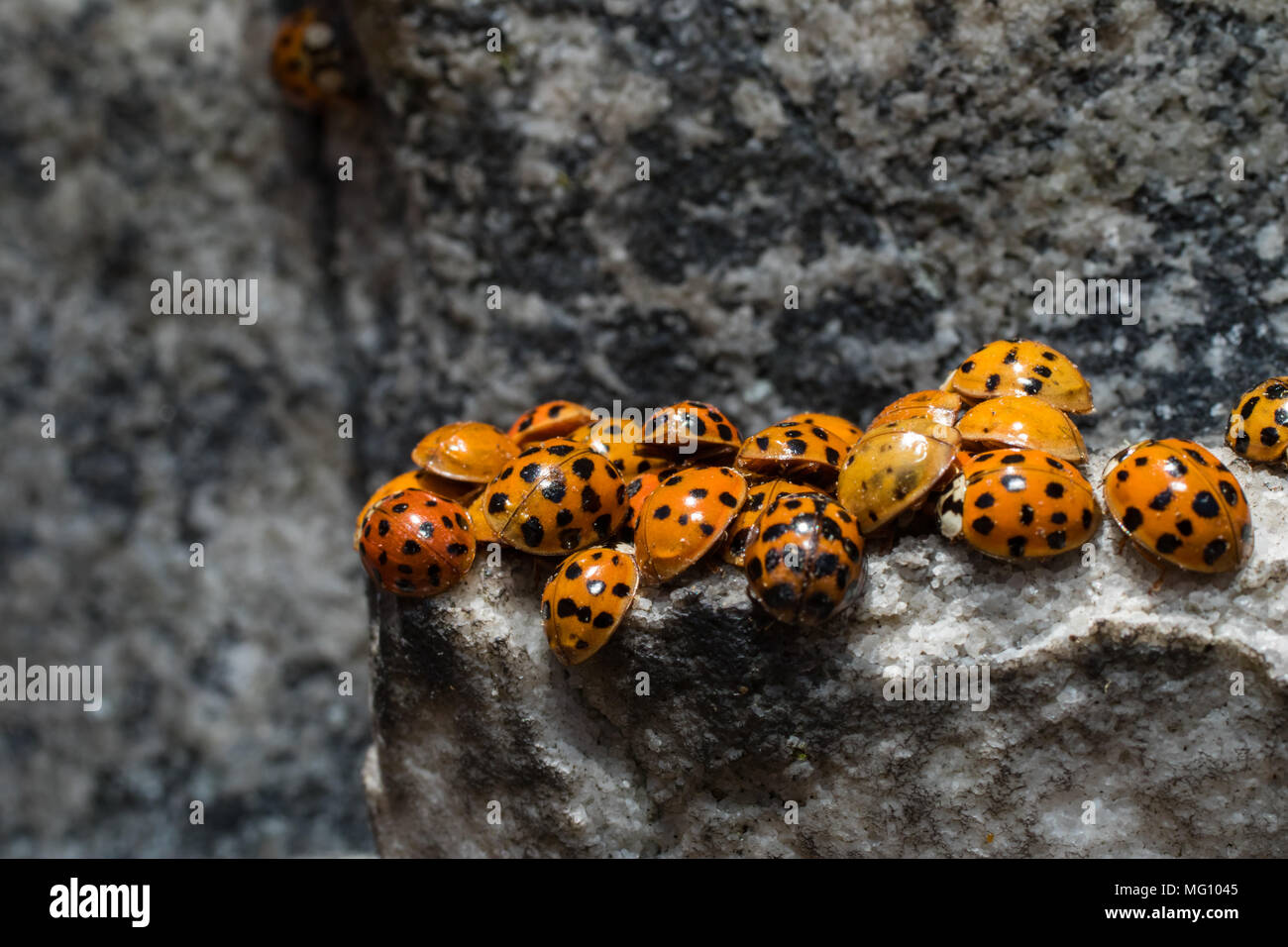 Groupe d'hivernage des coccinelles asiatiques - Harmonia axyridis Banque D'Images