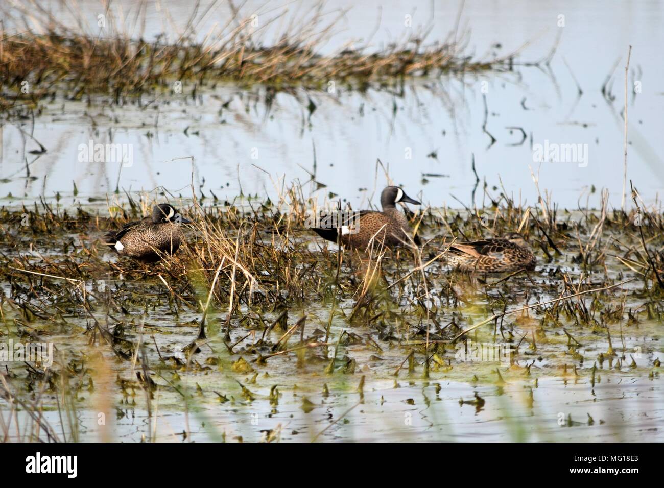 Les Sarcelles à ailes bleues au Texas Marais d'eau salée. Les deux Drake et hen repose dans le salt grass avant leur vol vers le nord. Banque D'Images