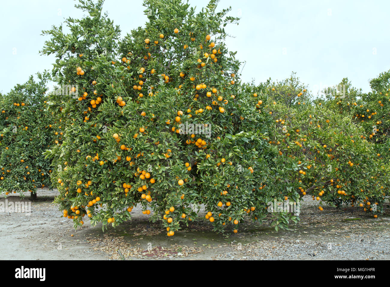 La faucheuse de maturation sur les oranges Valencia nucellaires Citrus sinensis 'arbre', début mars, Bakersfield. Banque D'Images