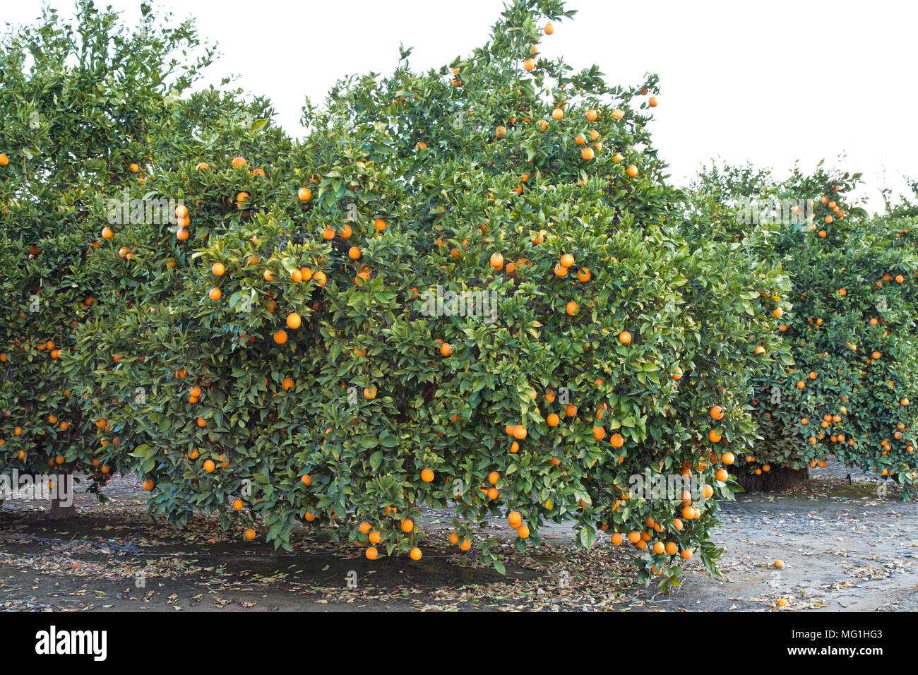 La faucheuse de maturation sur les oranges Valencia nucellaires Citrus sinensis 'arbre'. Banque D'Images