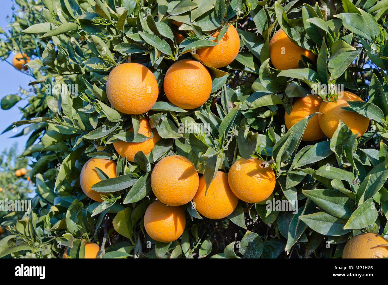 Coupe les oranges Valencia nucellaire de maturation sur les branches, 'Citrus sinensis'. Banque D'Images